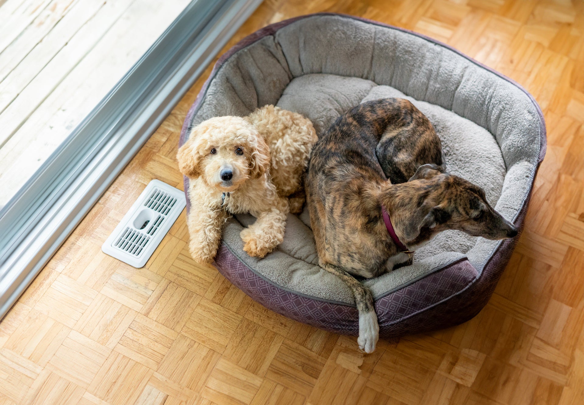 pets and floor register